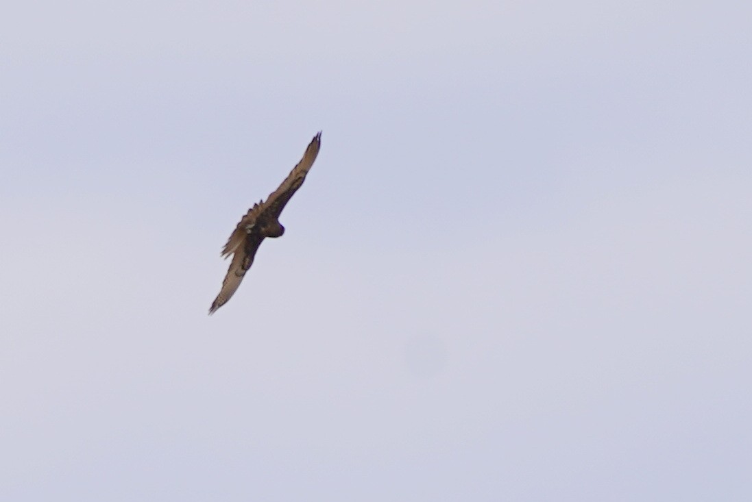 Brown Falcon - ML625033025