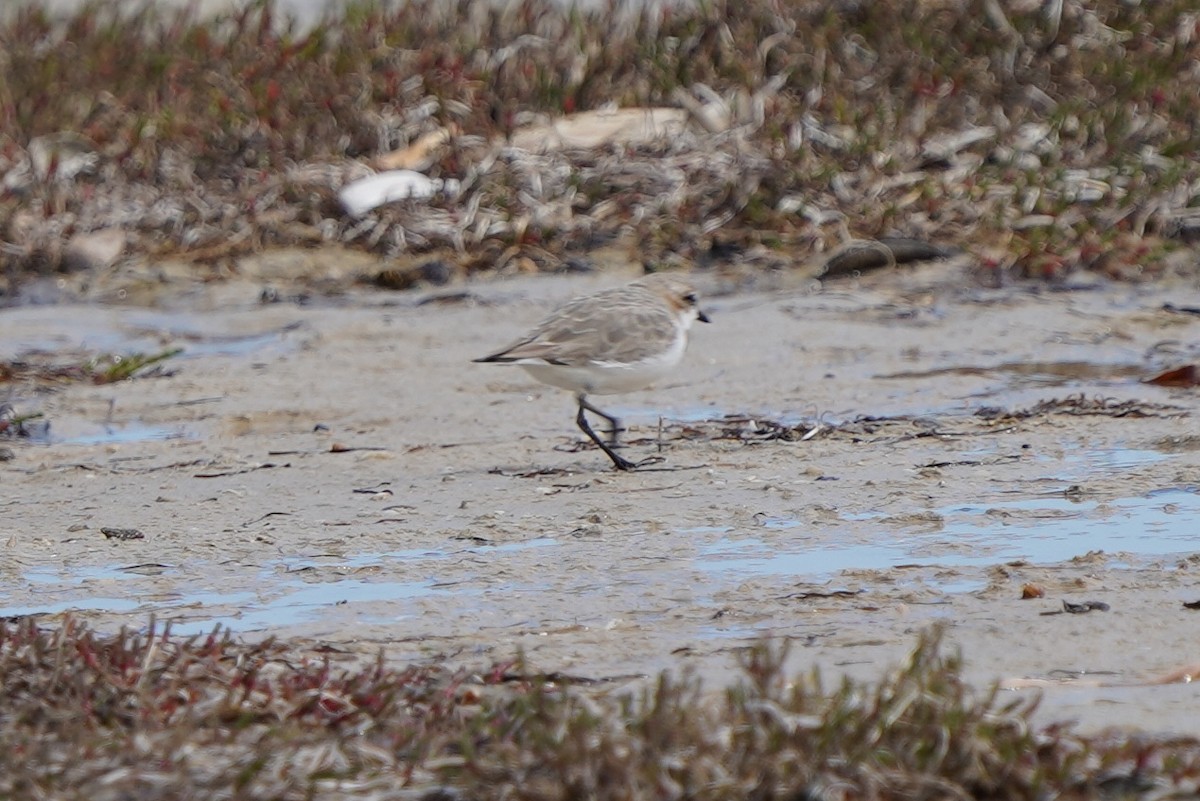 Red-capped Plover - ML625033029