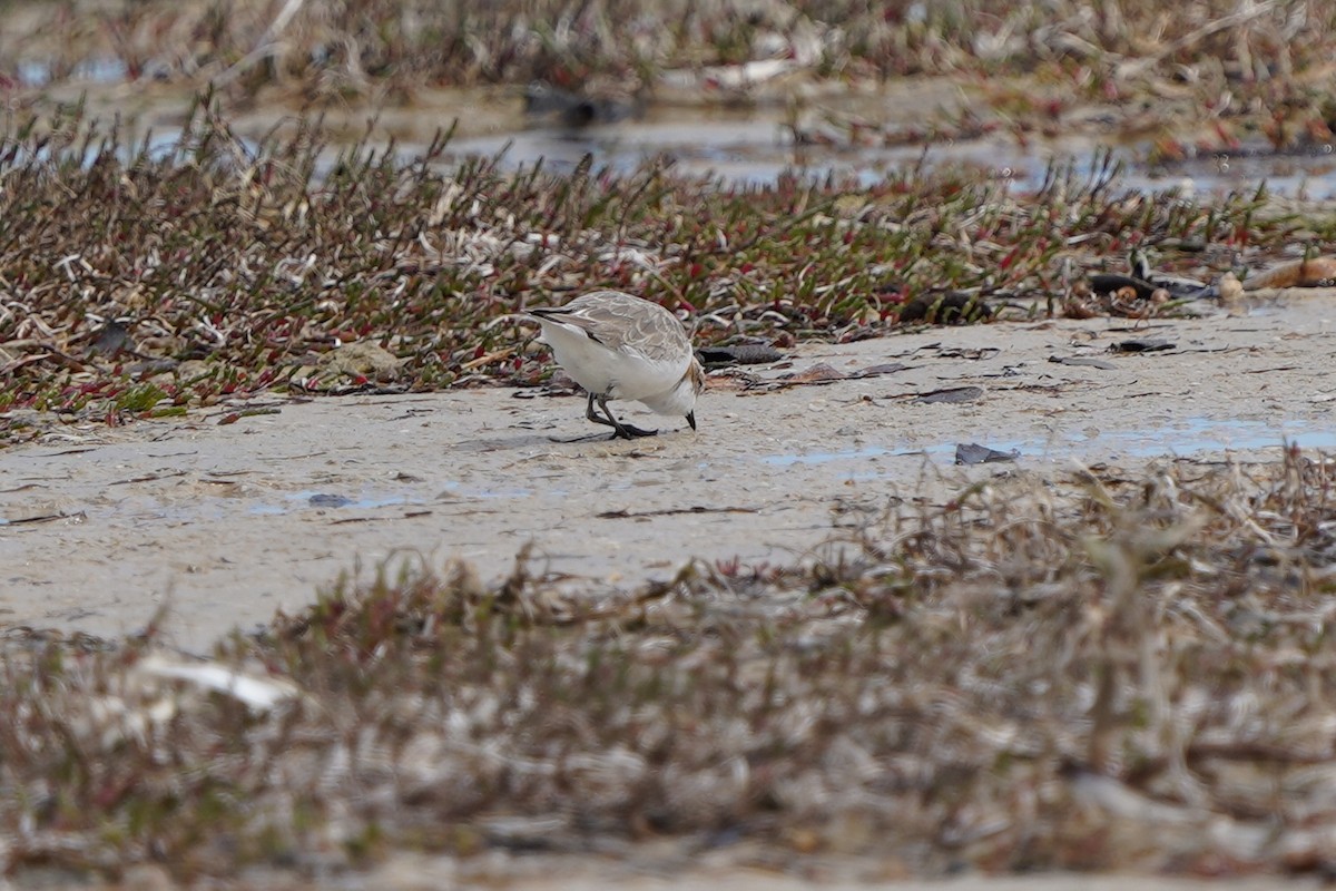 Red-capped Plover - ML625033030