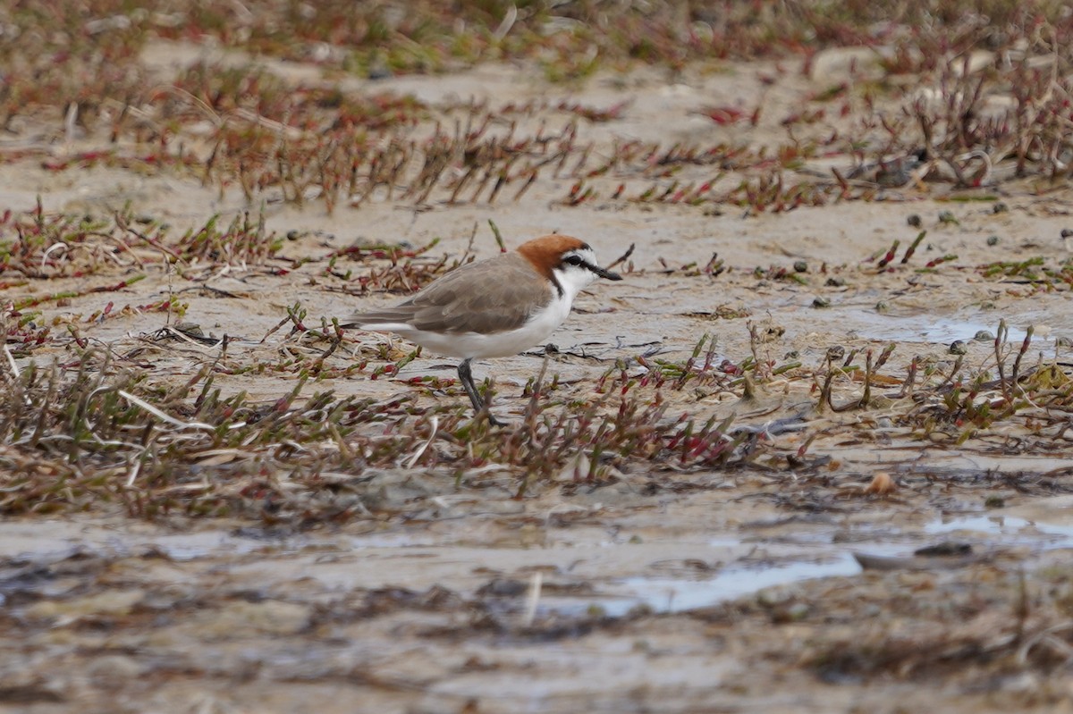 Red-capped Plover - ML625033031