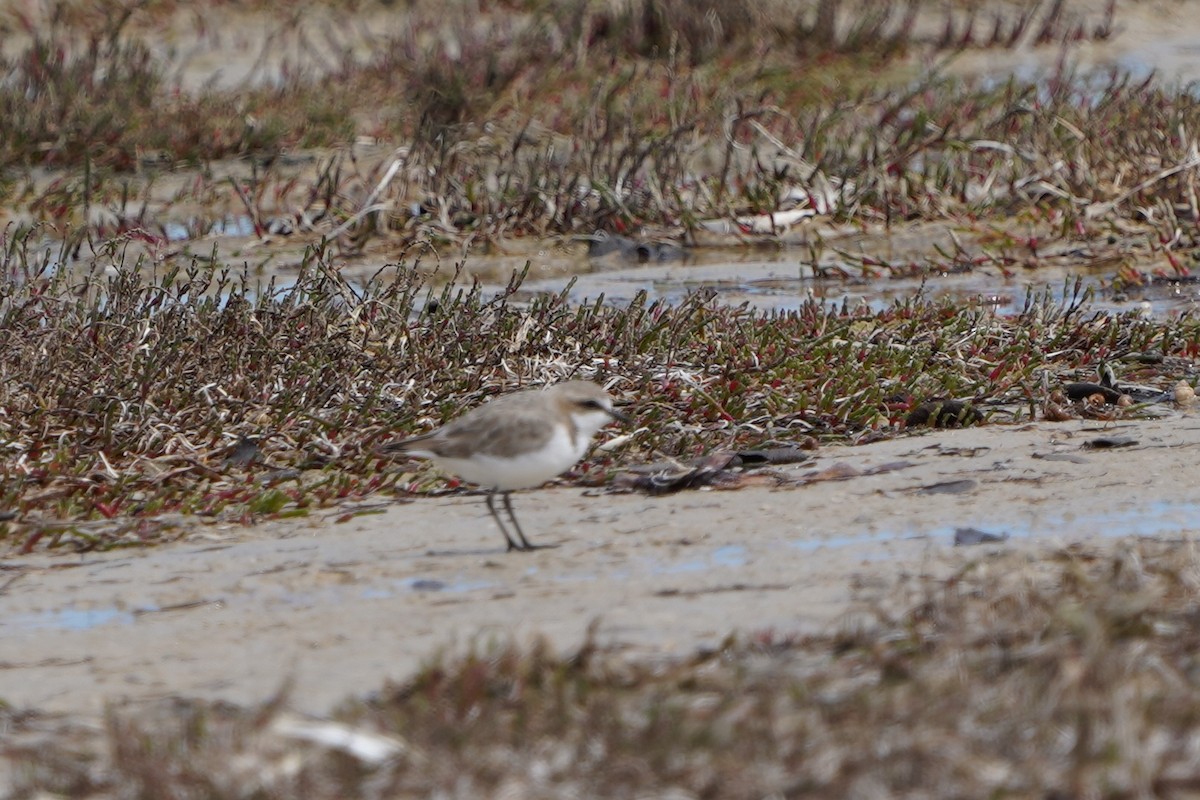 Red-capped Plover - ML625033032