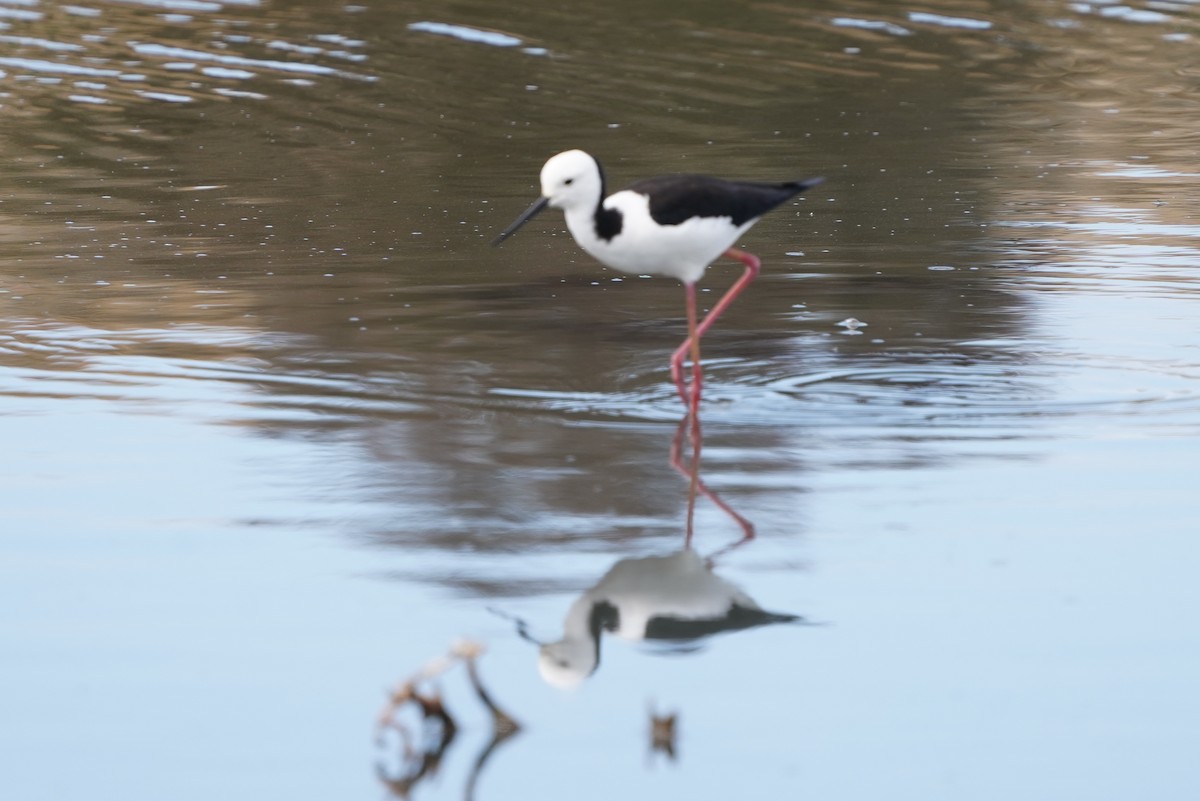 Pied Stilt - ML625033035