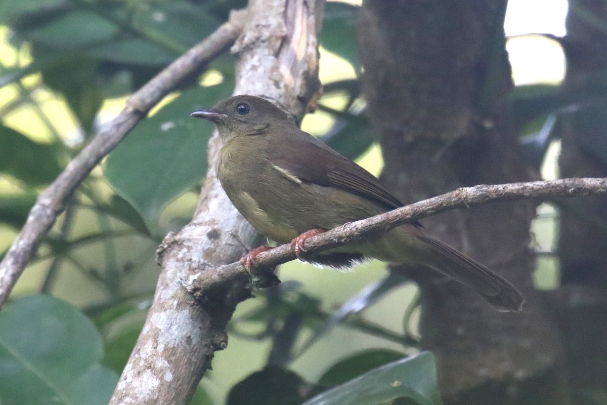 Little Greenbul - ML625033052