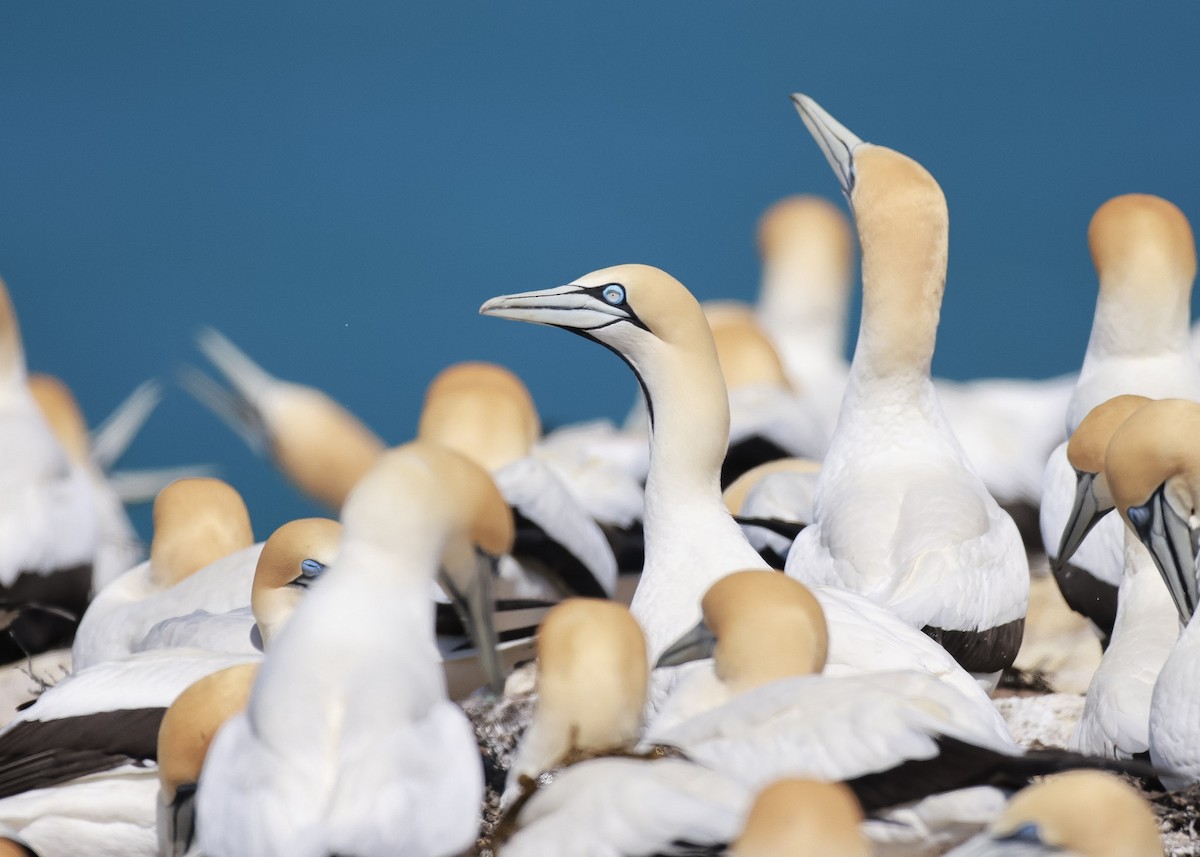 Cape Gannet - ML625033102