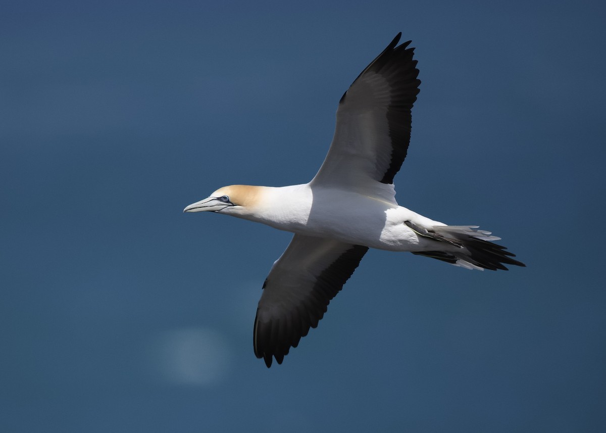 Australasian Gannet - ML625033103