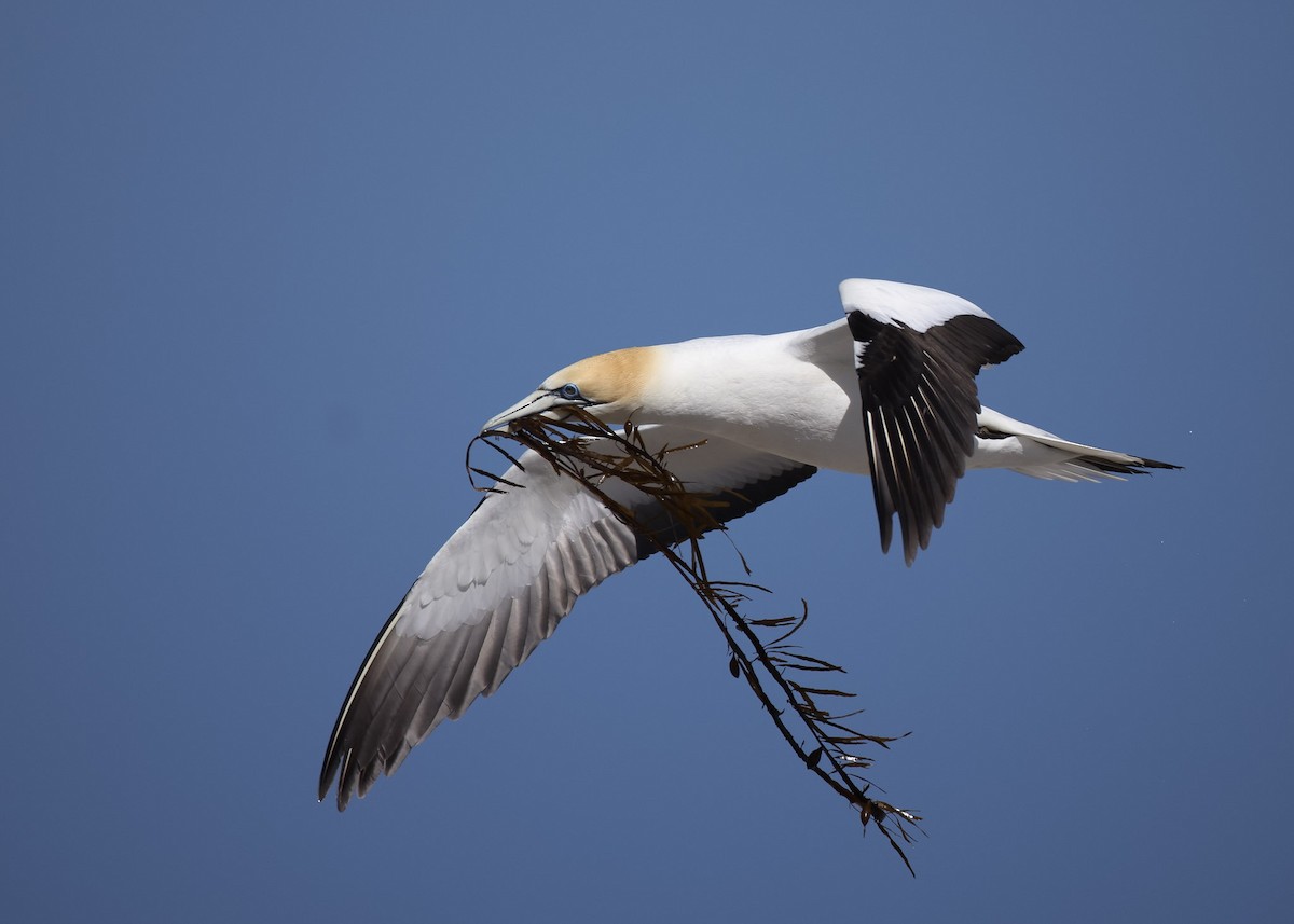 Australasian Gannet - Martin Allen