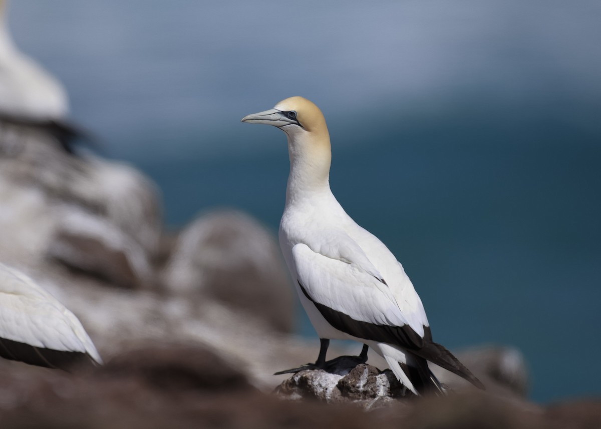 Australasian Gannet - Martin Allen