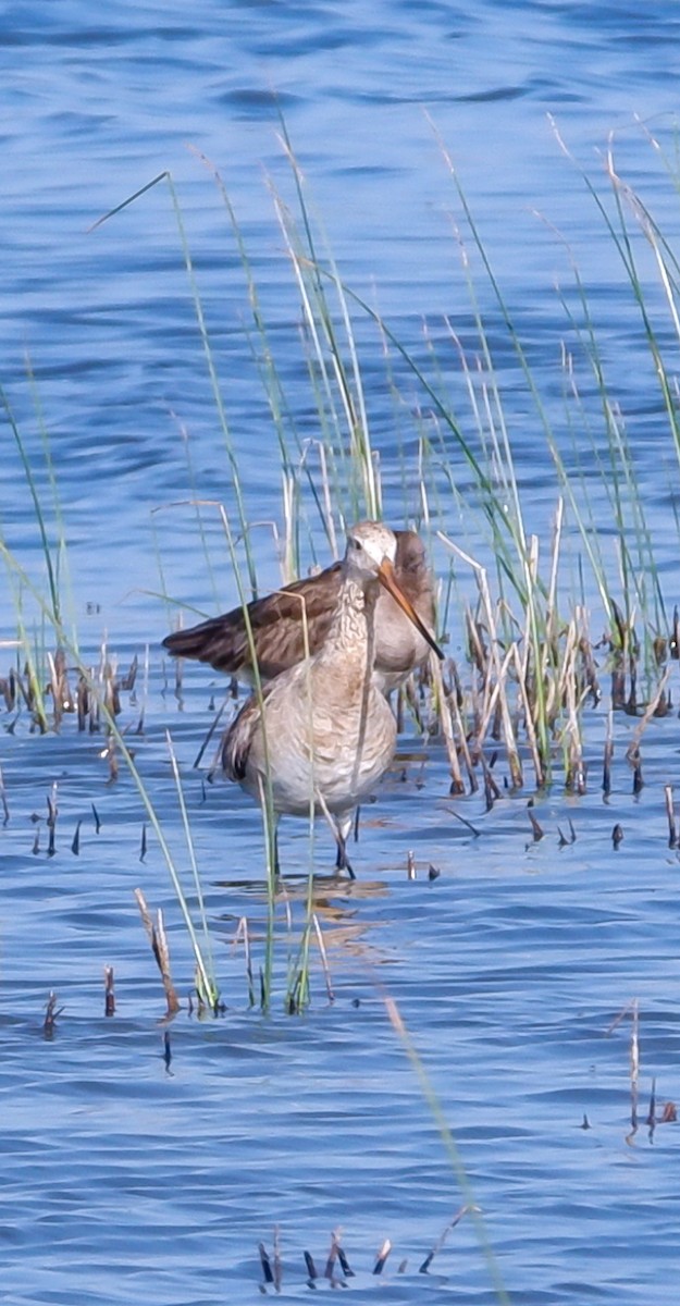 Black-tailed Godwit - ML625033113