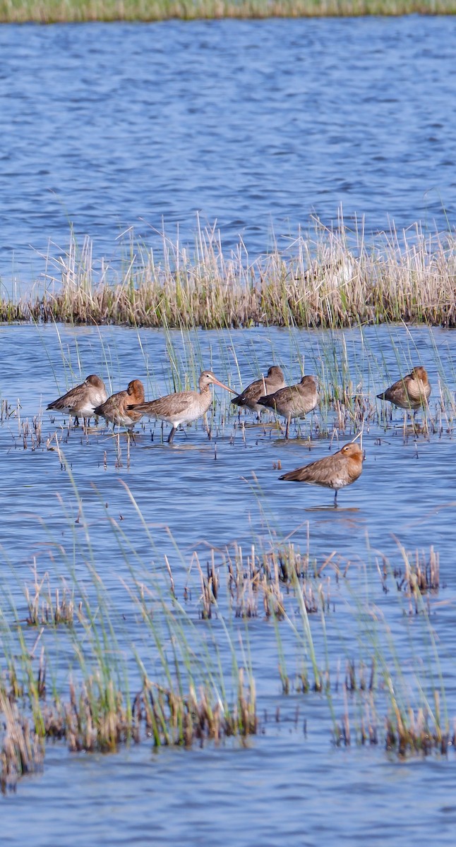 Black-tailed Godwit - ML625033114