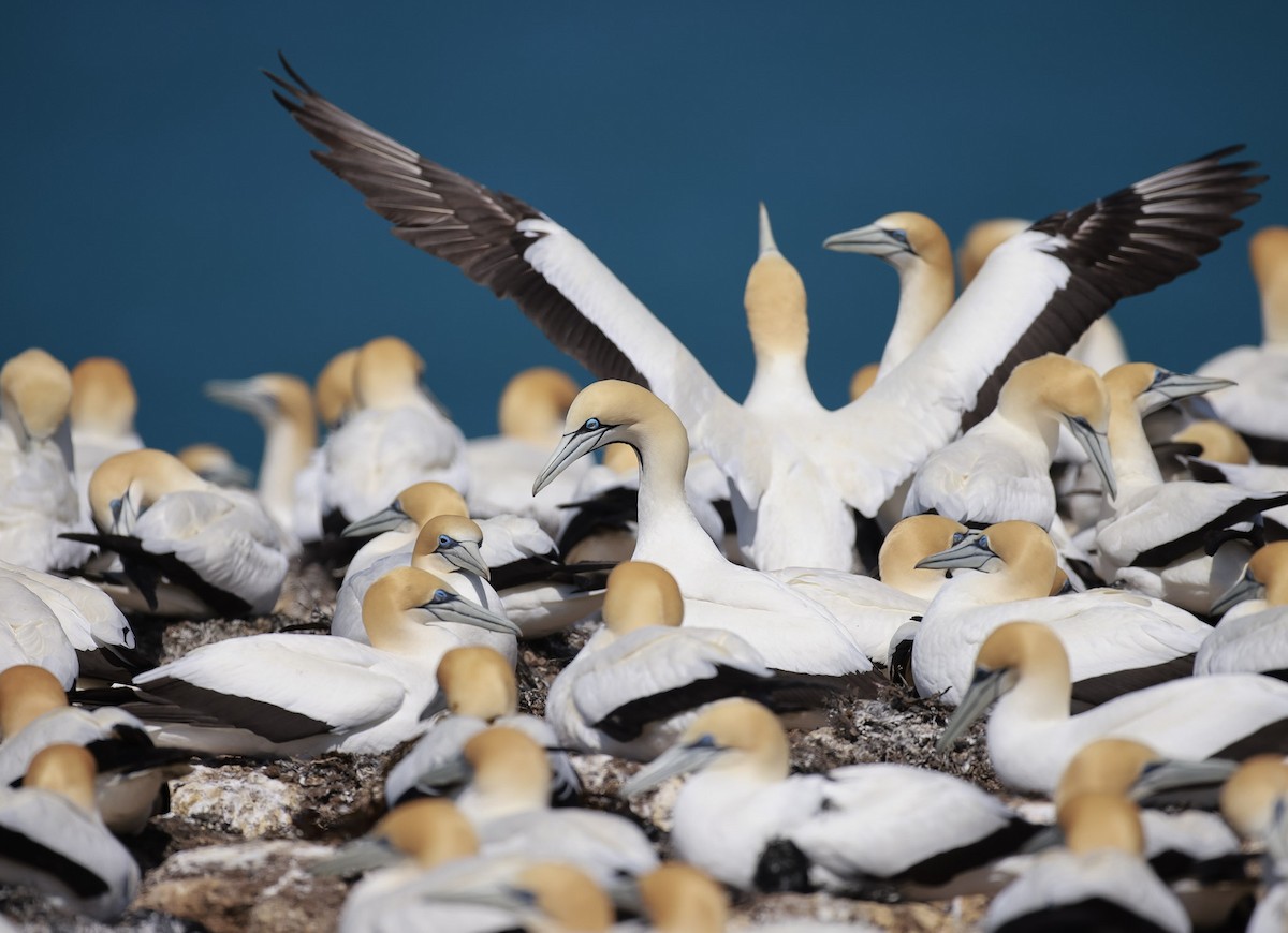 Cape Gannet - ML625033117