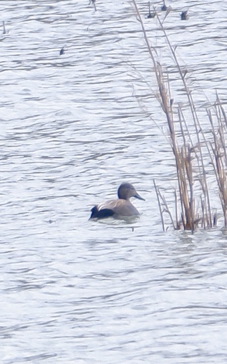 Gadwall - ML625033163