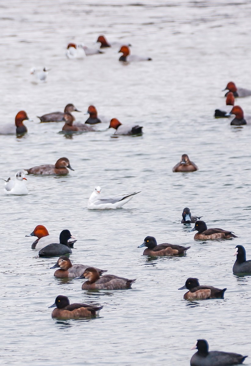 Tufted Duck - ML625033203