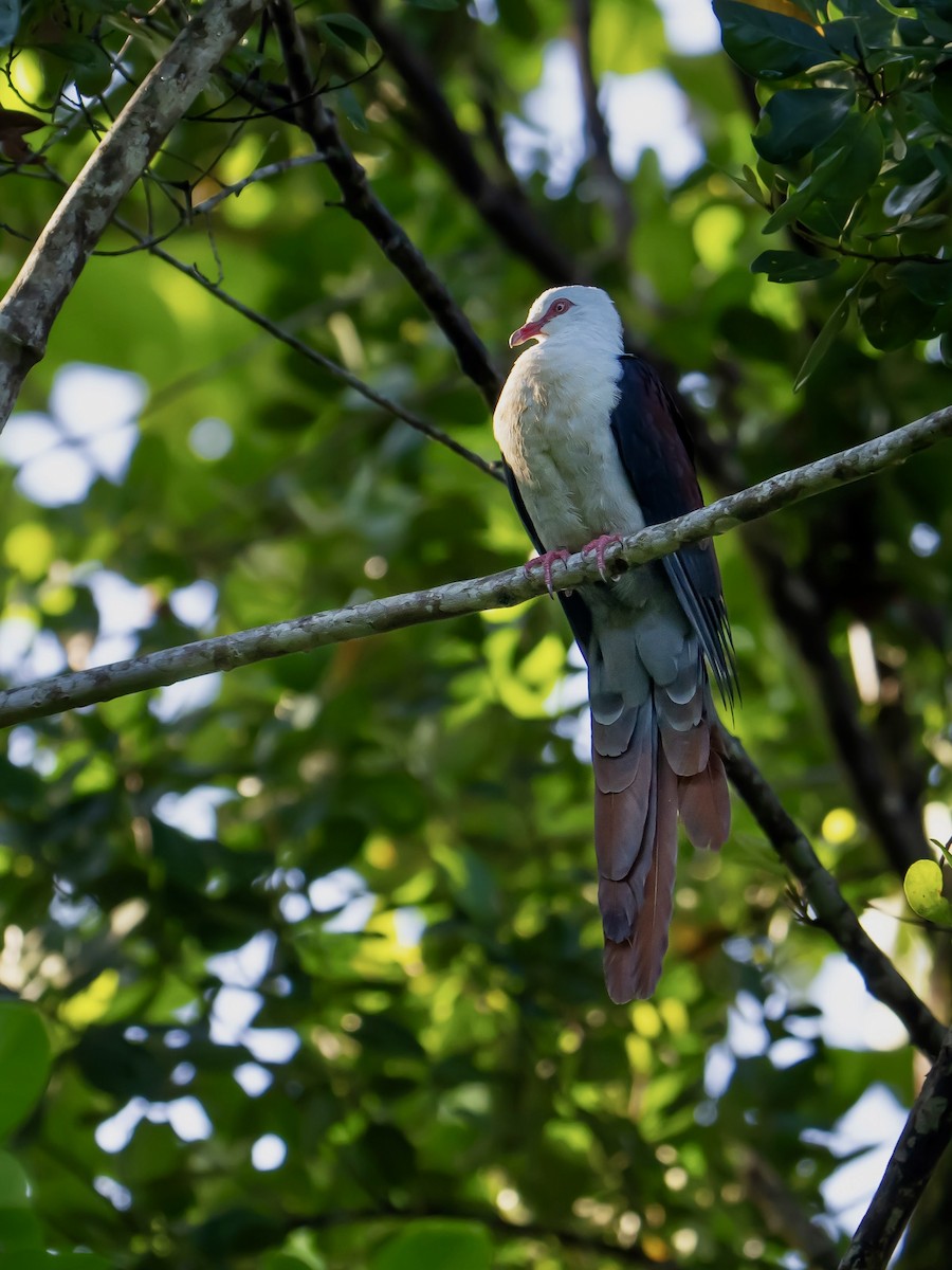 Great Cuckoo-Dove - ML625033235