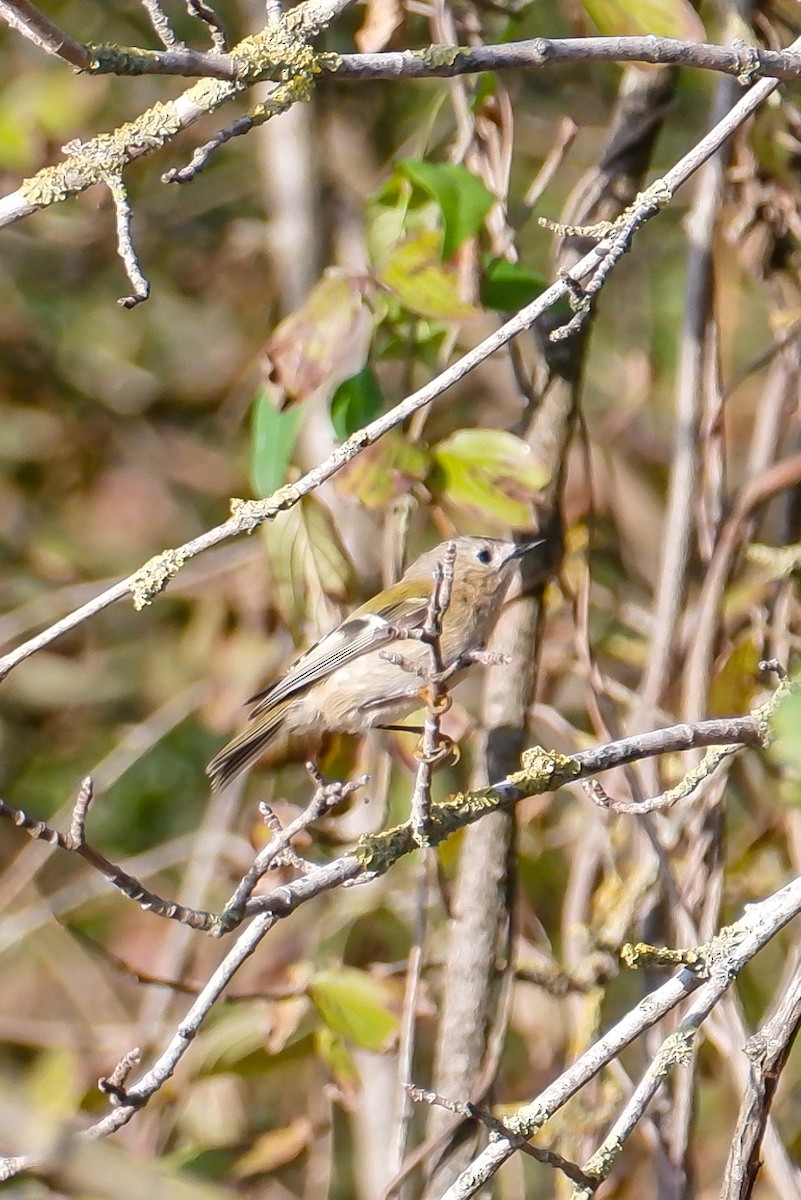 Goldcrest - ML625033249