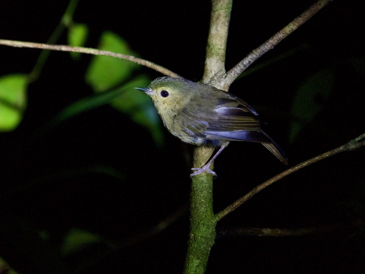 Vogelkop Scrubwren - ML625033294
