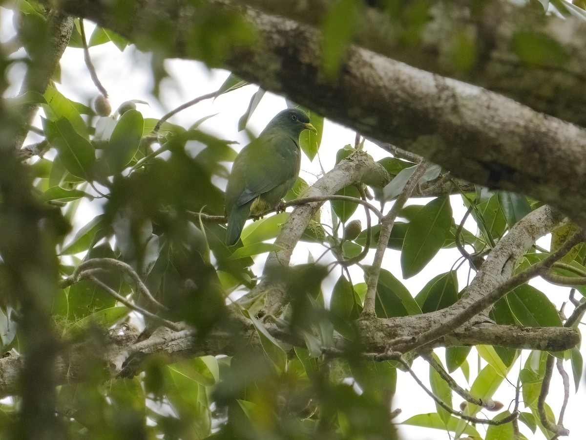 White-breasted Fruit-Dove - ML625033310