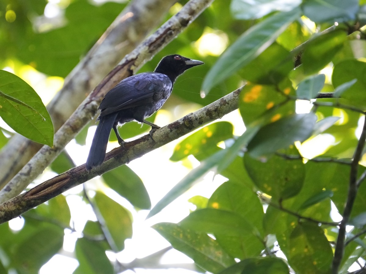 Glossy-mantled Manucode - ML625033320