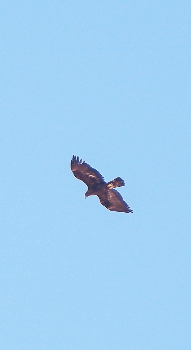 Golden Eagle - ML625033321