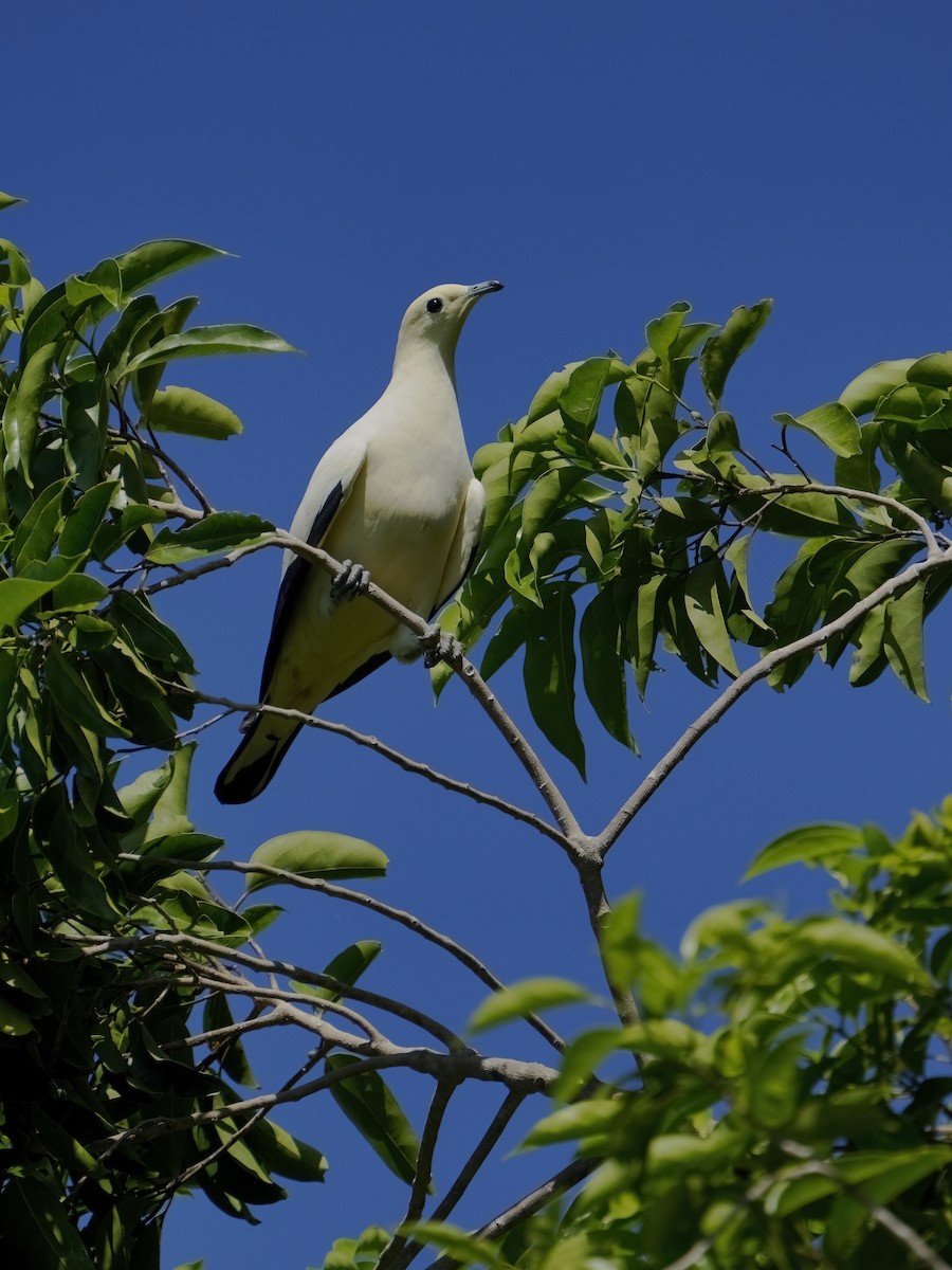 Pied Imperial-Pigeon - ML625033326