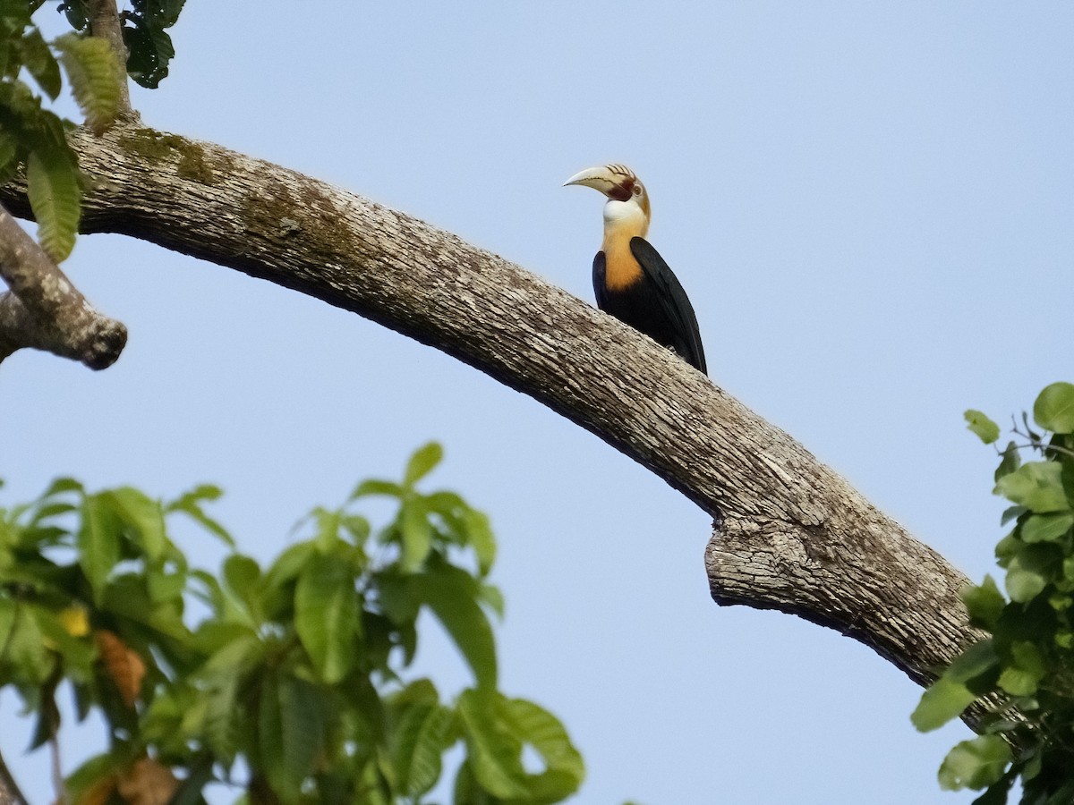 Blyth's Hornbill - ML625033328