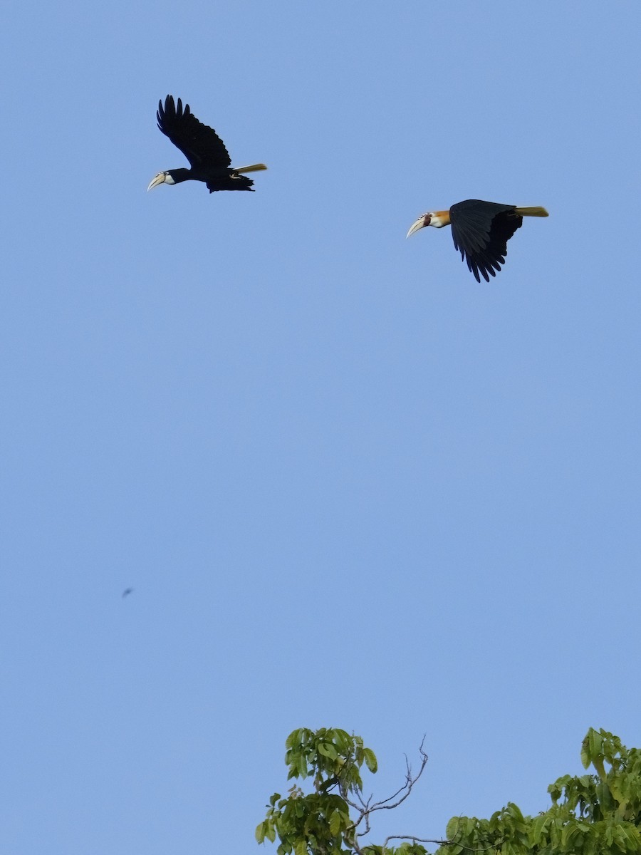 Blyth's Hornbill - ML625033330