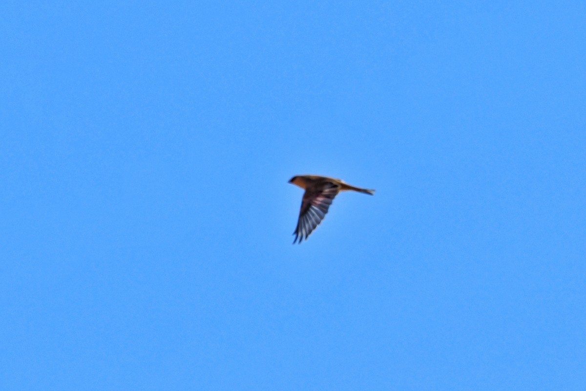 Desert Finch - ML625033366