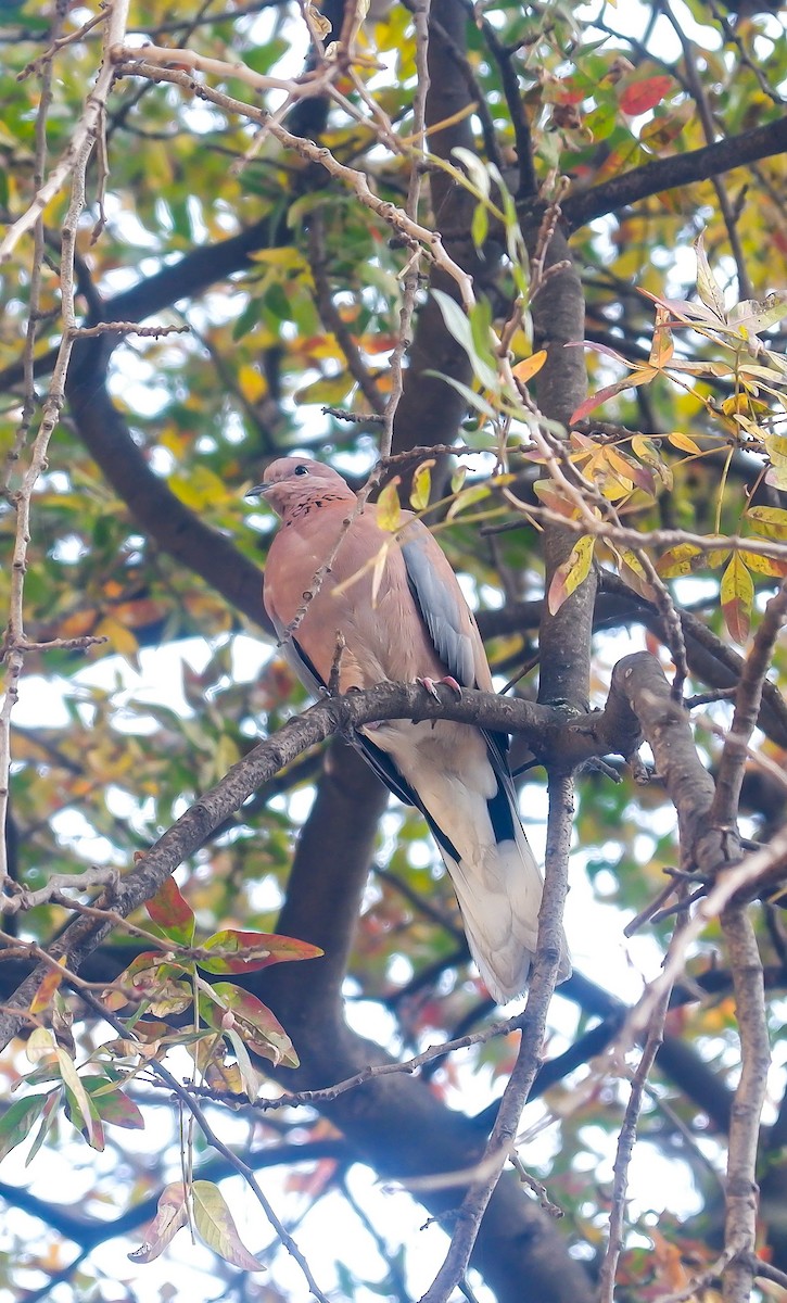 Laughing Dove - ML625033373