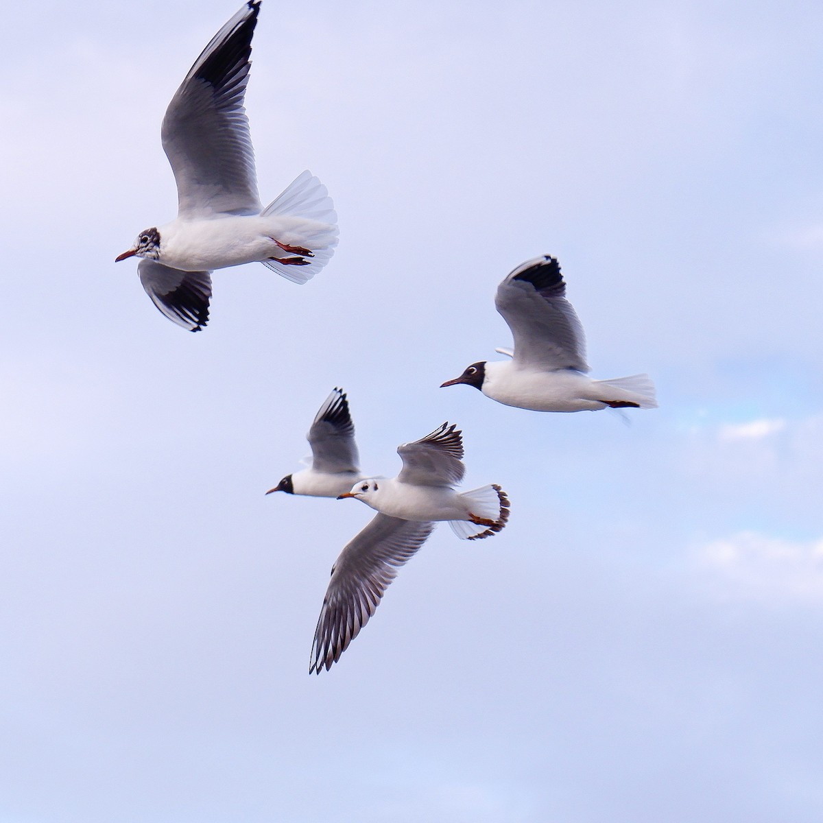 Black-headed Gull - ML625033382