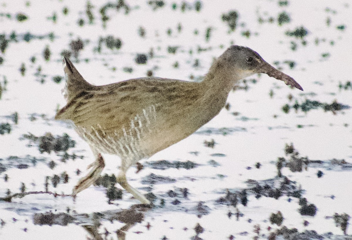 Clapper Rail - ML625033426