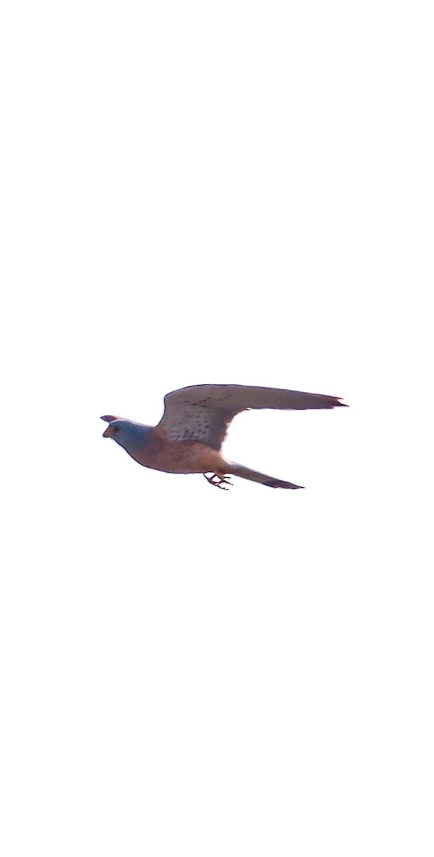 Lesser Kestrel - ML625033518