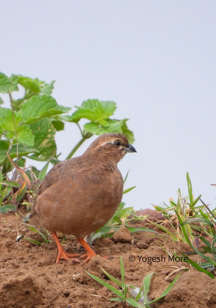 Rock Bush-Quail - ML625033551