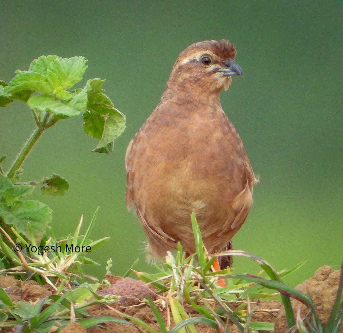 Rock Bush-Quail - ML625033552