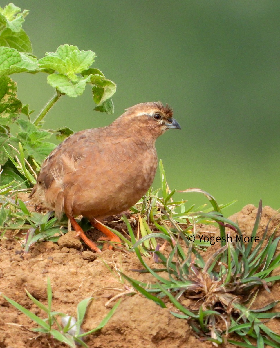 Rock Bush-Quail - ML625033553