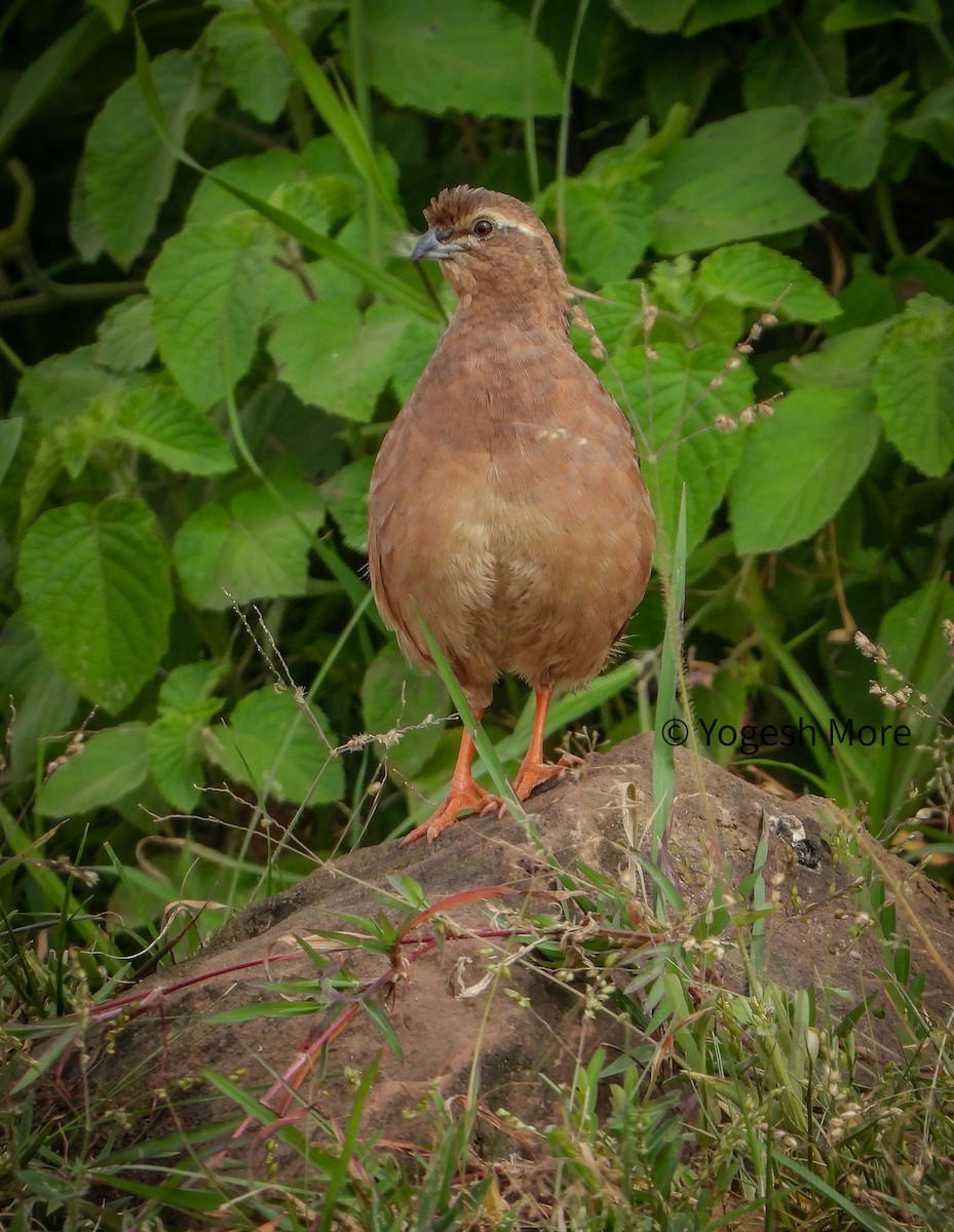 Rock Bush-Quail - Yogesh More