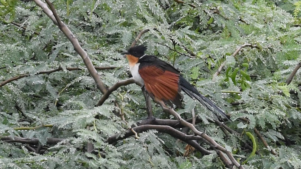 Chestnut-winged Cuckoo - ML625033580