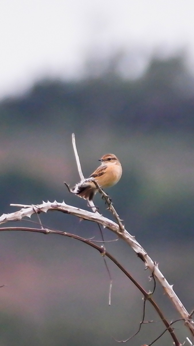 Siberian Stonechat - ML625033664