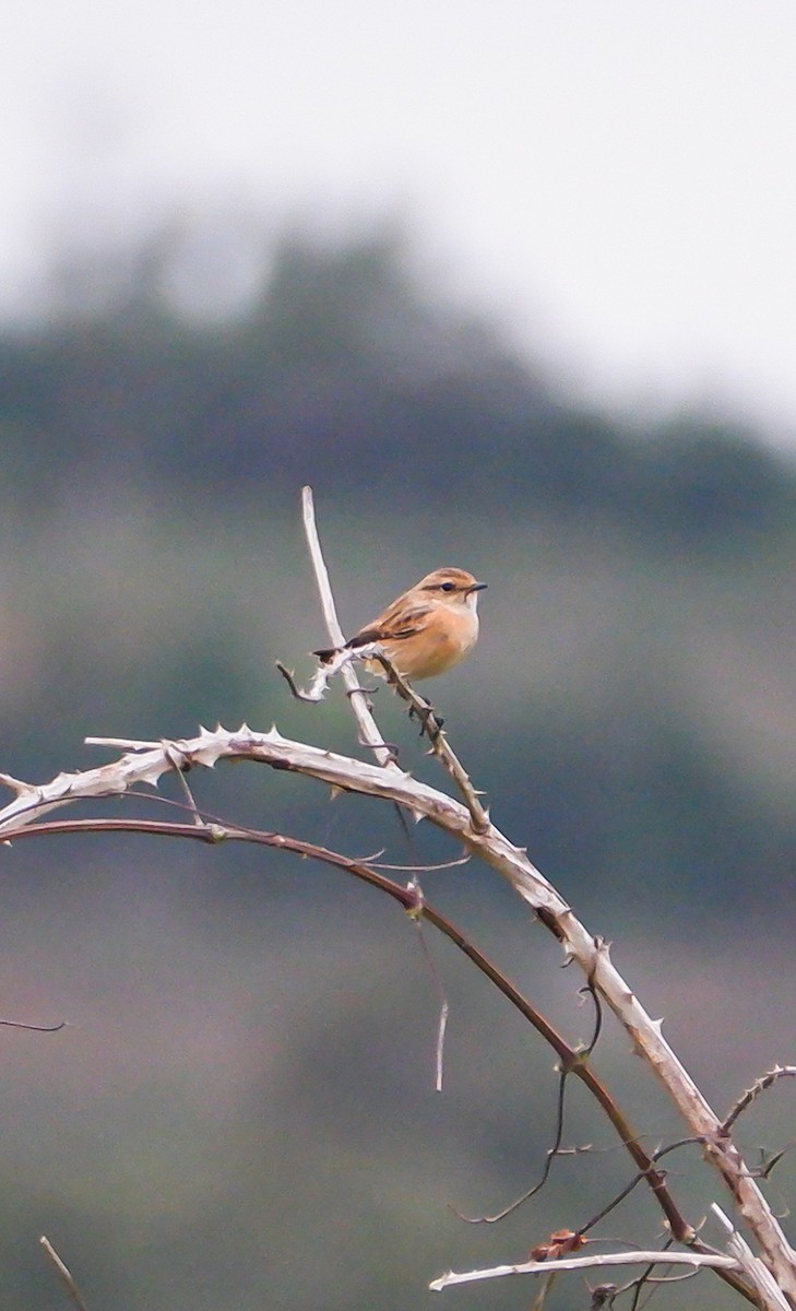 Siberian Stonechat - ML625033665