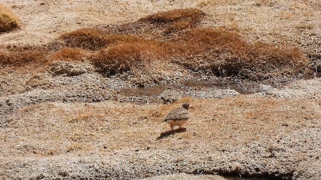 Gray-breasted Seedsnipe - ML625033715