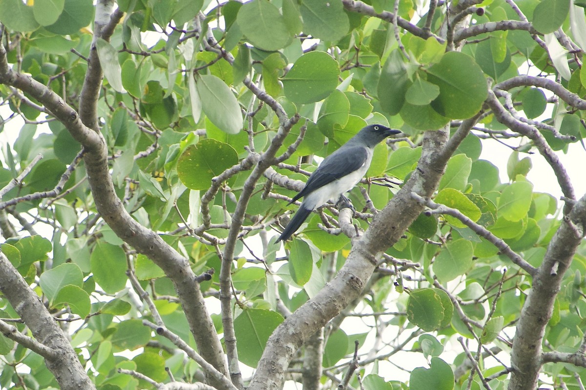 White-rumped Cuckooshrike - ML625033938