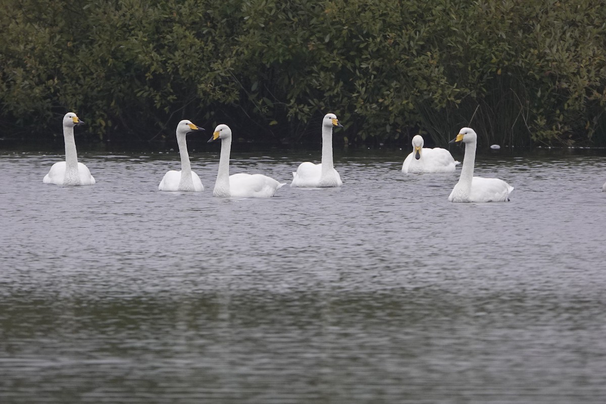 Cisne Cantor - ML625033962