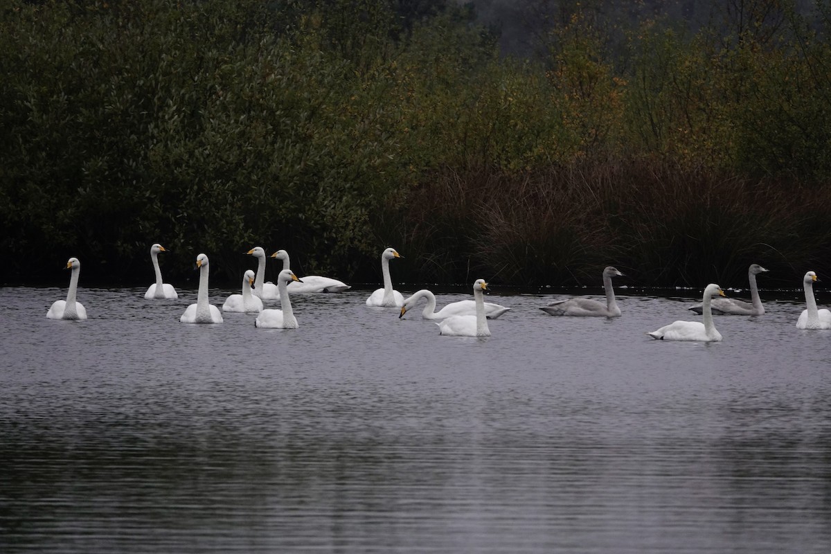 Cisne Cantor - ML625033988