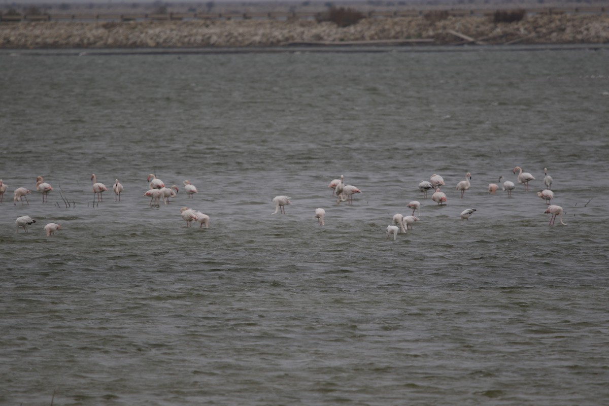 Greater Flamingo - ML625034042