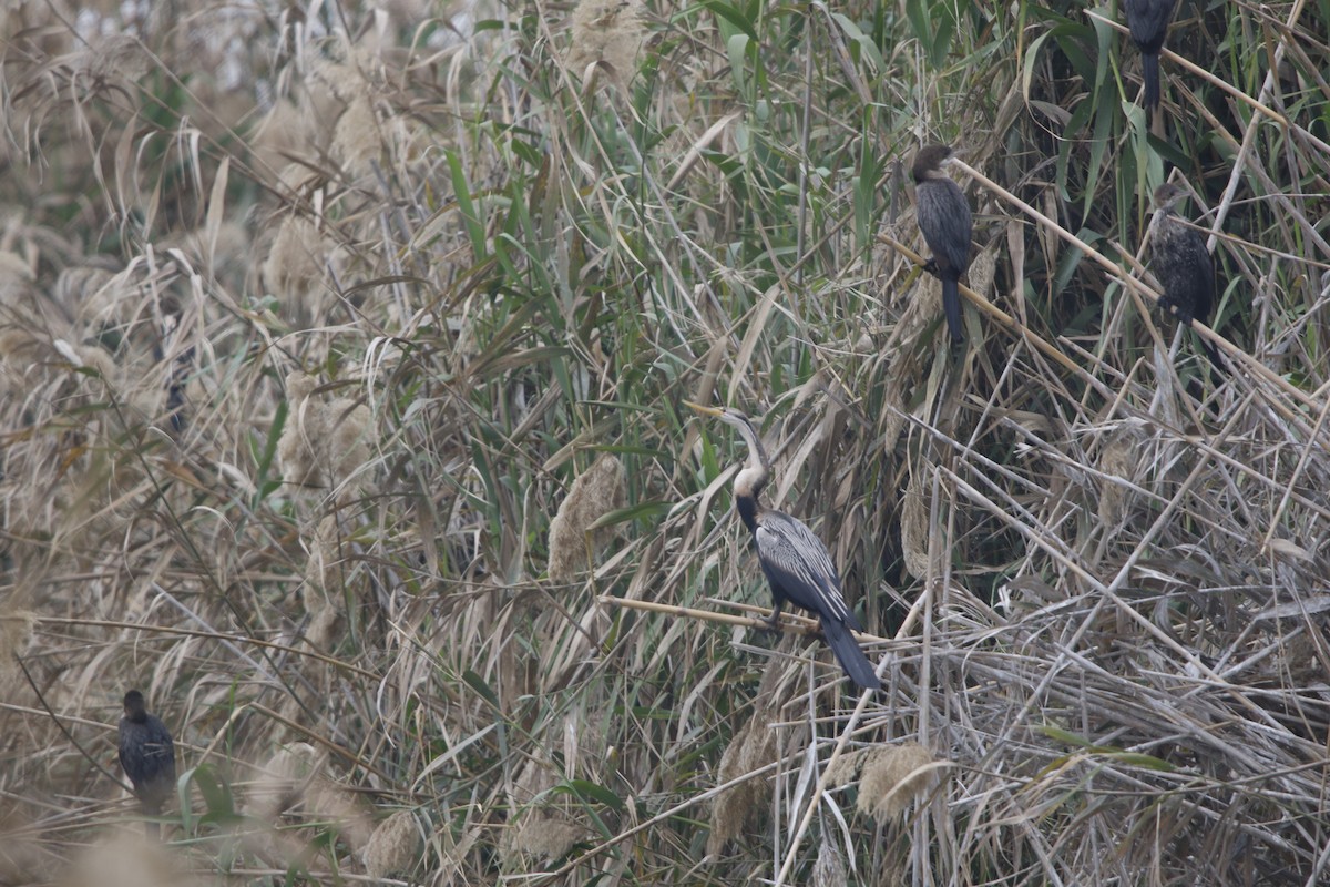 African Darter - ML625034059