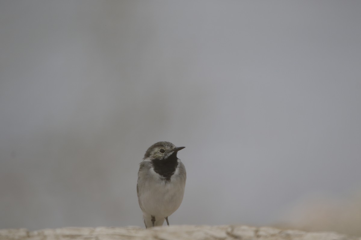 White Wagtail - ML625034097