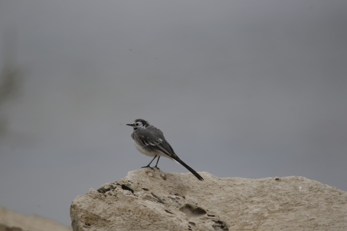 White Wagtail - ML625034098