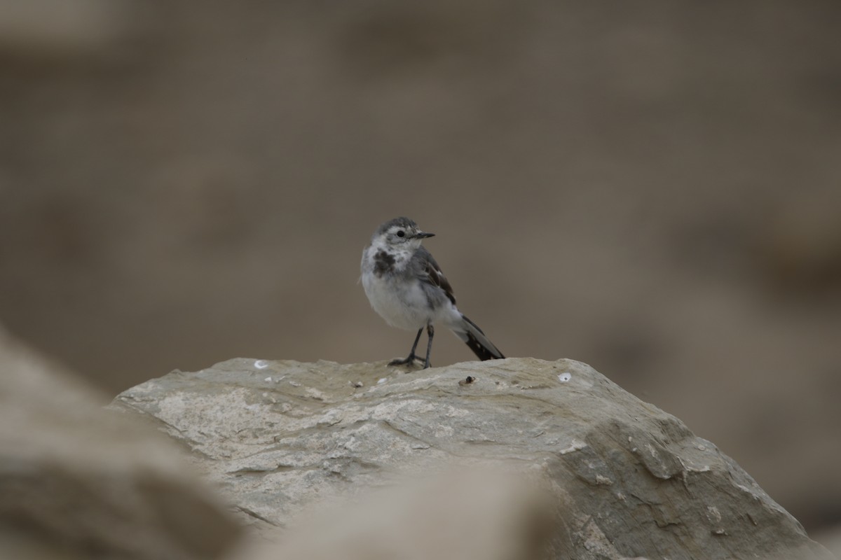 White Wagtail - ML625034099