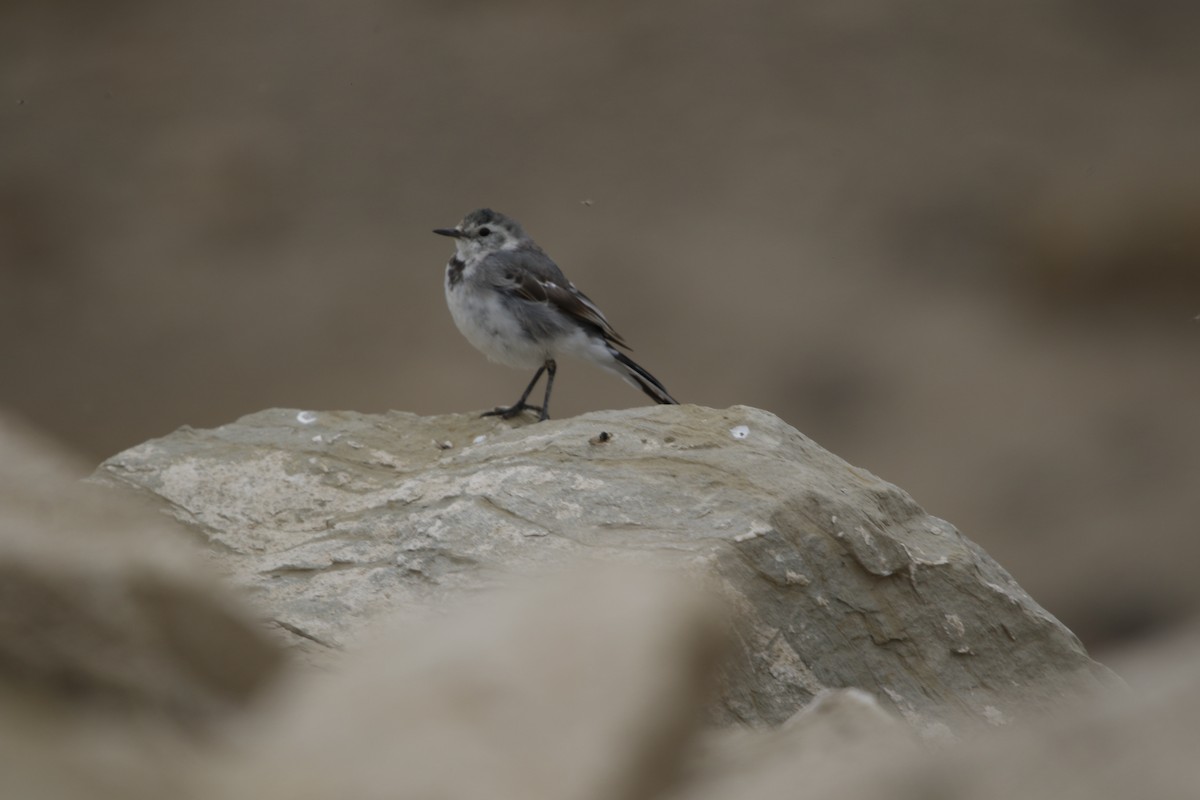 White Wagtail - ML625034100