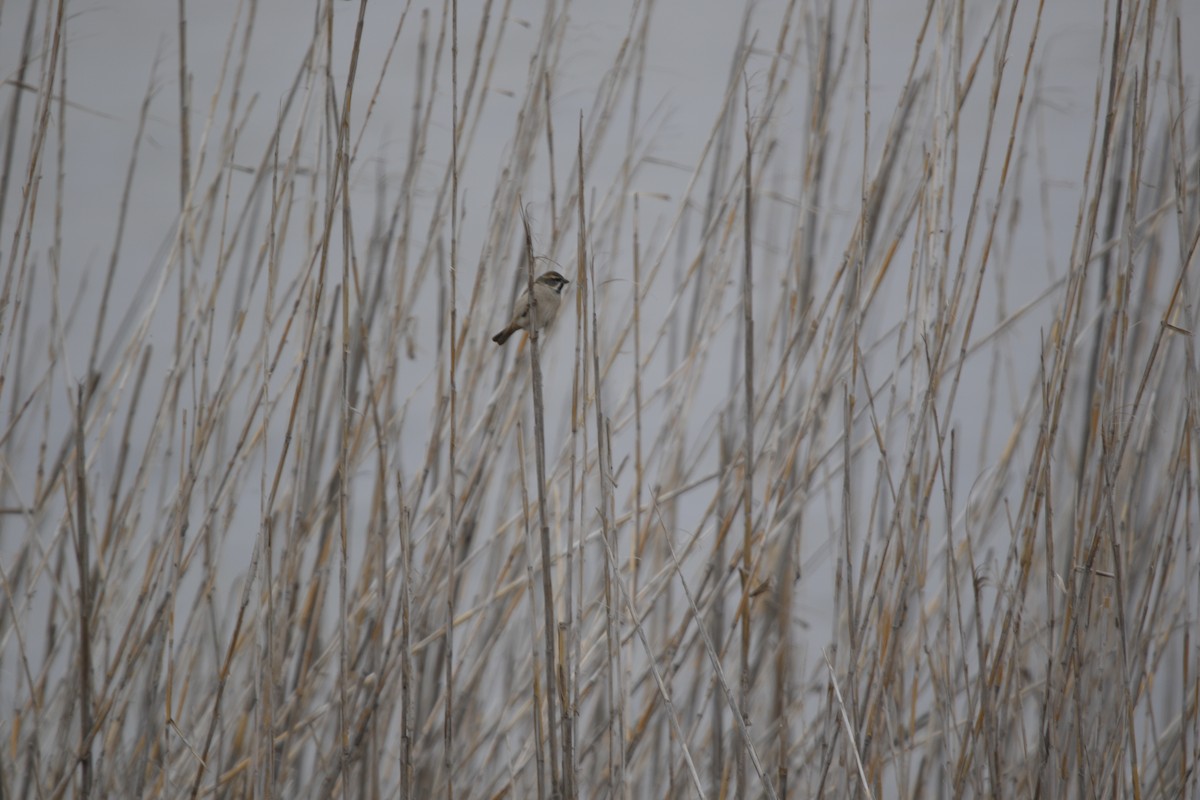 Dead Sea Sparrow - ML625034107