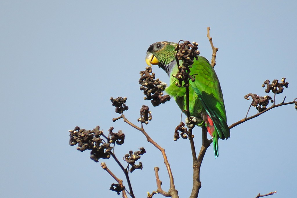 Scaly-headed Parrot - Jordi Sala