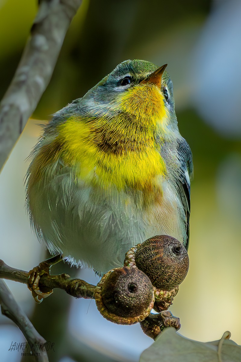 Northern Parula - ML625034559